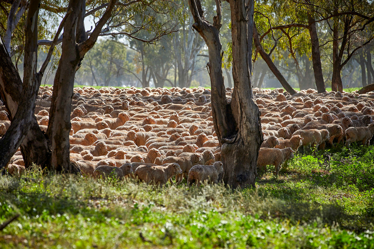 Schafherde von Fletcher International auf einer Weidefläche in Australien